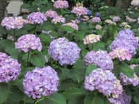 白山神社の紫陽花と本郷界隈の散策