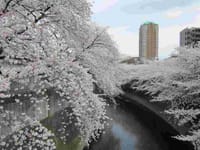 桜づくし散歩（石神井川）