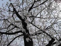 春爛漫・桜づくし散策（青山から外堀公園あたりへ）