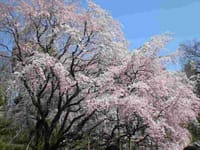 春爛漫　桜づくし散歩（石神井川、神田川編）