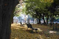 黄葉めぐり（駒沢公園から、九品仏浄真寺、自由が丘へ）