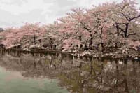 上野の花見を散策しよう（２部）