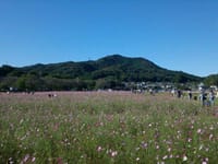 日和田山(375ｍ)に登ってから、四季の花が溢れる巾着田を目指しませんか？