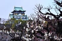 ２月オフ会、大和魂写真クラブ　大阪城で梅花を撮ろう。