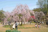 満開の桜を求めて♪(横浜の穴場ですよ♪)