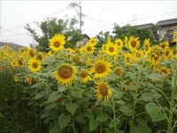 ひまわり‐Sonnenblume