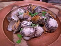 産卵前のサルボウ貝