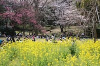 三ッ池公園の桜　2016.3.31撮影