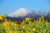 冬の富士山・吾妻山&稲村ケ崎　2015.1.9撮影
