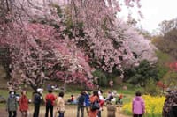 三ッ池公園の桜　2015.4.2撮影
