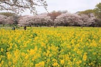 国営昭和記念公園の春　2015.4.9撮影