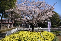 大船植物園・玉縄桜など　2016.3.3 撮影