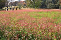 昭和記念公園の紅葉　2013.11.11撮影