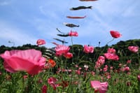 くりはま花の国　2016.5.18撮影