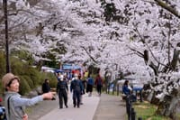 須坂臥竜公園の桜