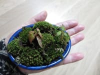 手のひらサイズのミニ盆栽？