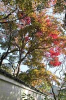 京都西山の紅葉まだ早いかな・・・