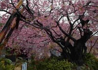 伊豆河津桜祭り
