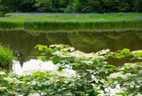 箱館山平池のカキツバタ
