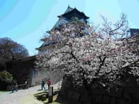 大阪城公園で桜を楽しむ