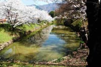 上田城跡の千本桜