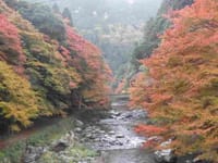 京都　清滝の紅葉