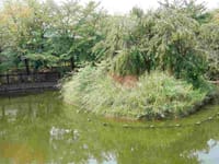 コガモの池の島が草刈りされました。