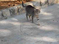 4日目（その2）クロアチア　トロギールの猫