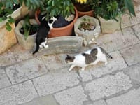 5日目（その3）　クロアチア　ドブロヴニク市街地の猫など