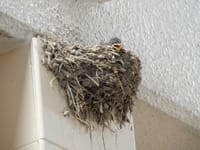 PA（パーキングエリア）の燕の巣