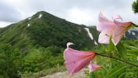 6月は花の後方羊蹄山と大朝日岳のヒメサユリ