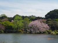 2016年　桜三昧と初めて多摩・武蔵野御陵参拝