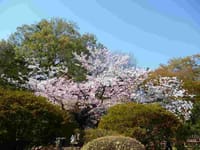 秋に行ったコースを今日は　桜を訪ねて