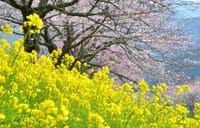 西伊豆・松崎の花見散策