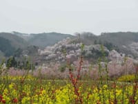 春爛漫の『花見山』