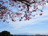 伊豆高原の桜 18-Mar-2016