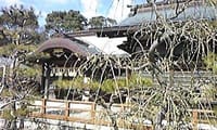 結城神社の枝垂れ梅