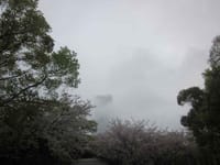 桜・・濡れて・・