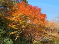 箕面滝道の紅葉