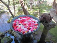 京の桜＆椿