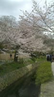 京都の桜ハイキング