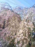 滝桜の子孫樹