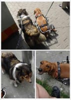 中国犬の車椅子【写真】//中国の銀行員//やればできる//中国では老板にならなくては…//中国新iPhone価格。