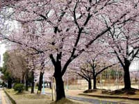 ◆　近所の公園の桜