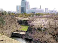 ◆　大阪城の桜