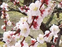 ◆　３月の水泳と梅林と観桜、そしてｍｙ ＨＰ
