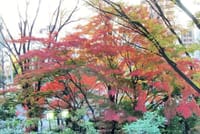 ◆大阪はＯＢＰの紅葉の紅葉です#1267