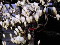 ◆桜の蕾と白木蓮の花（木瓜は間違い）