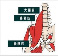 ◆ 腸腰筋と大腰筋の違いについて