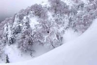 ★' 蔵王スキーの景色 ? 霧氷の世界